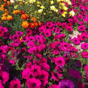 Meet your Posher, Orrie